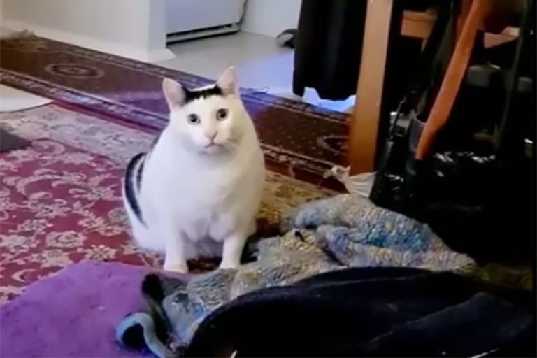 Котёнок Бендер