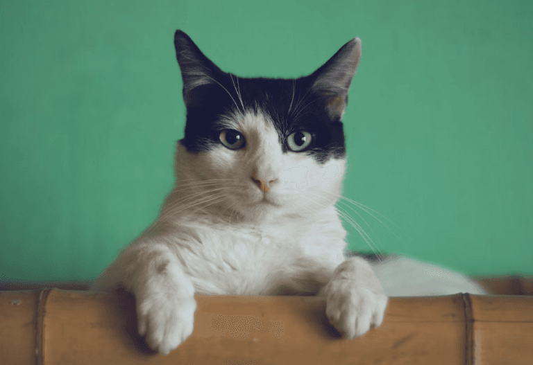Котёнок Клептоман