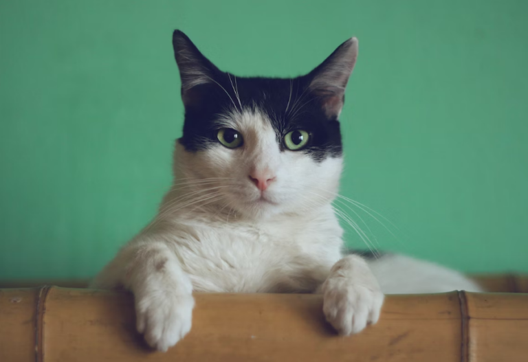 Котёнок Клептоман